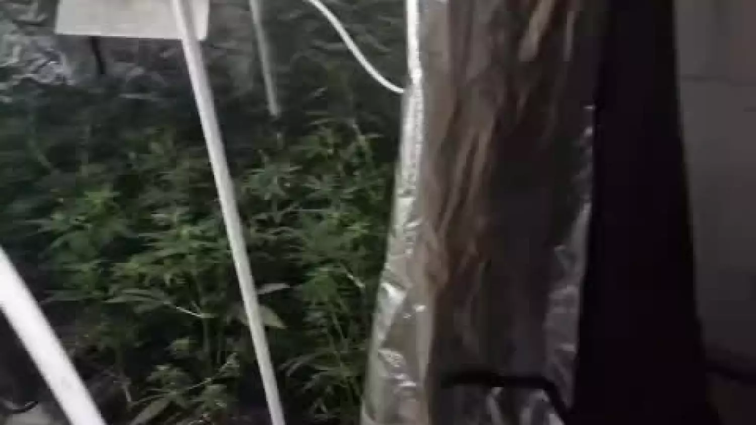plantacja-konopi.mp4