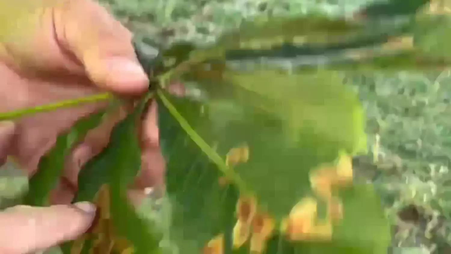 Tak niszczy kasztanowce szrotówka kasztanowcowiaczka – groźny szkodnik