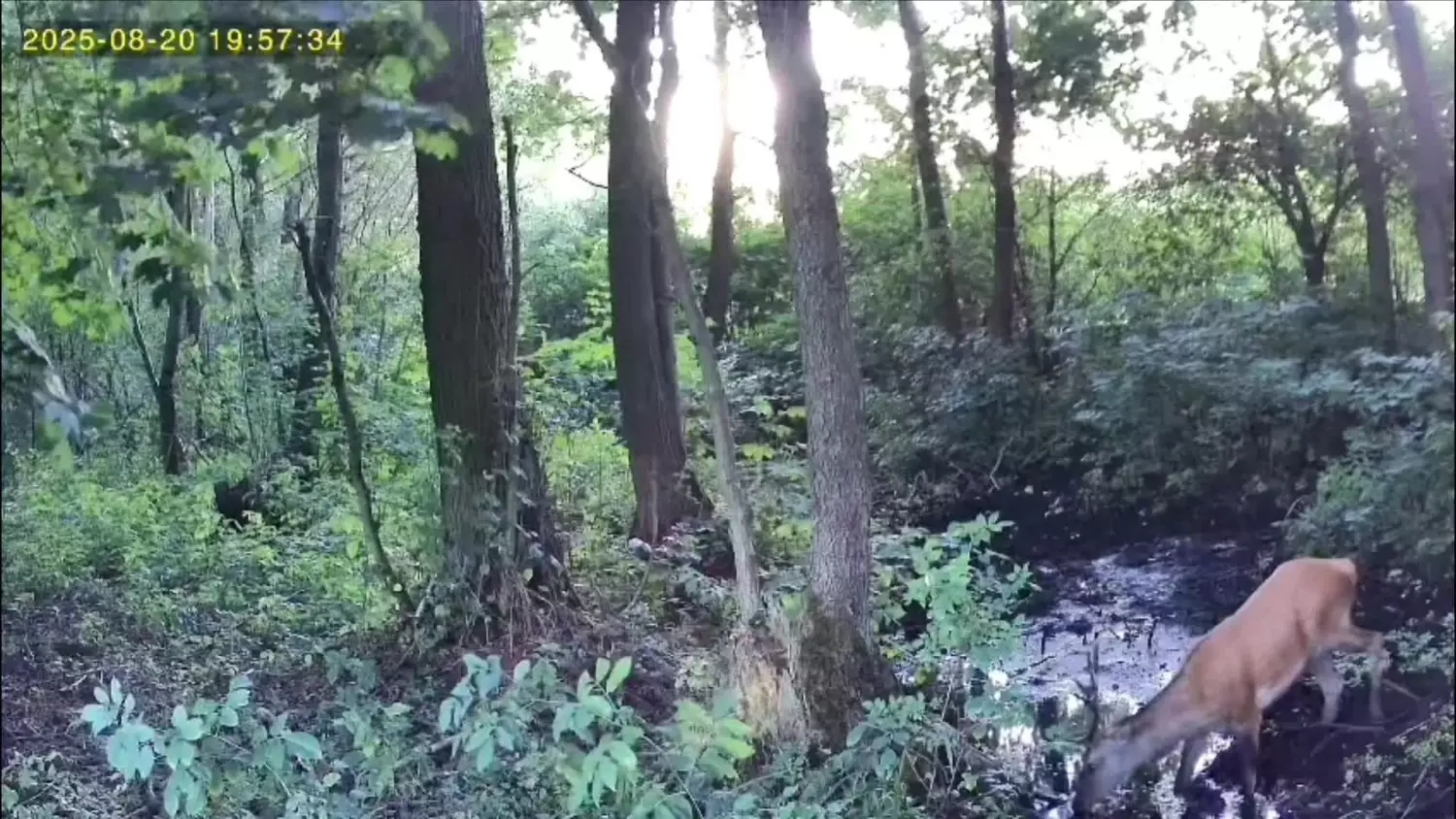 Co się dzieje w lesie? Nagrania z fotopułapki koła Orzeł