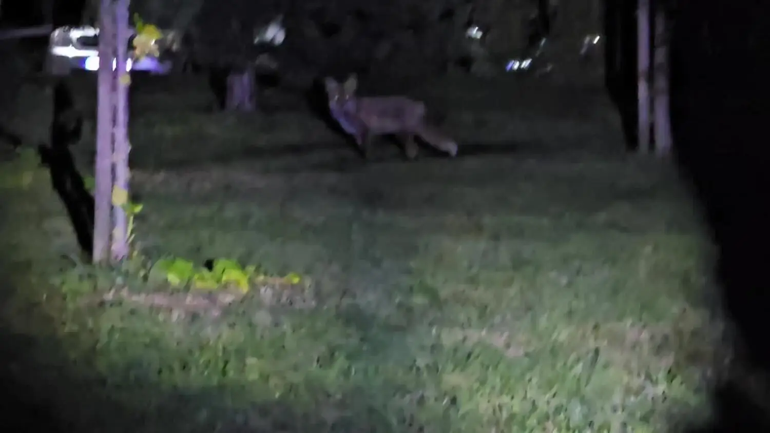 Lis regularnie pojawia się pod blokiem przy ul. Broniewskiego. Zjada resztki wyrzucane przez mieszkańców