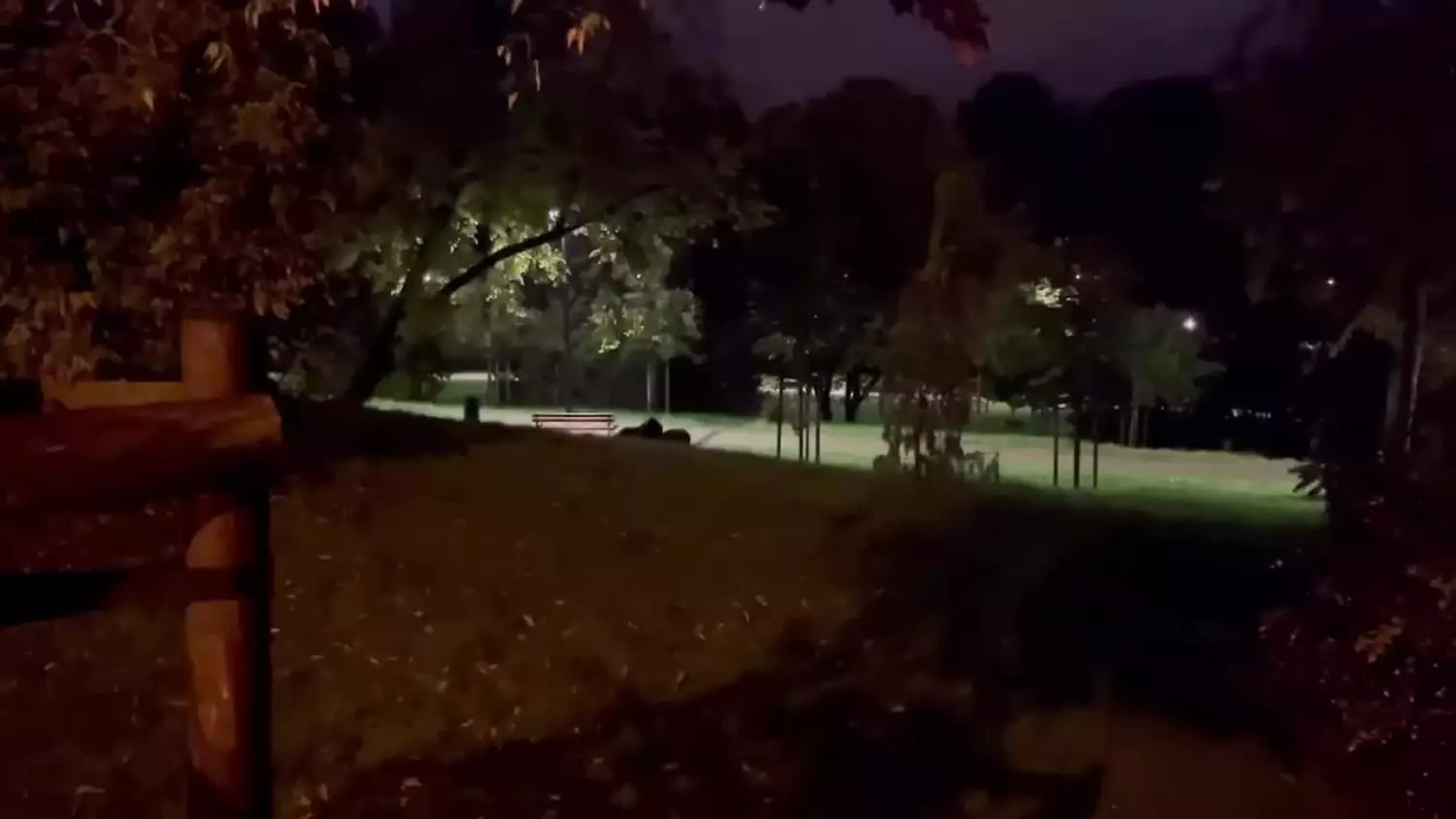 Dziki w Parku Sienkiewicza