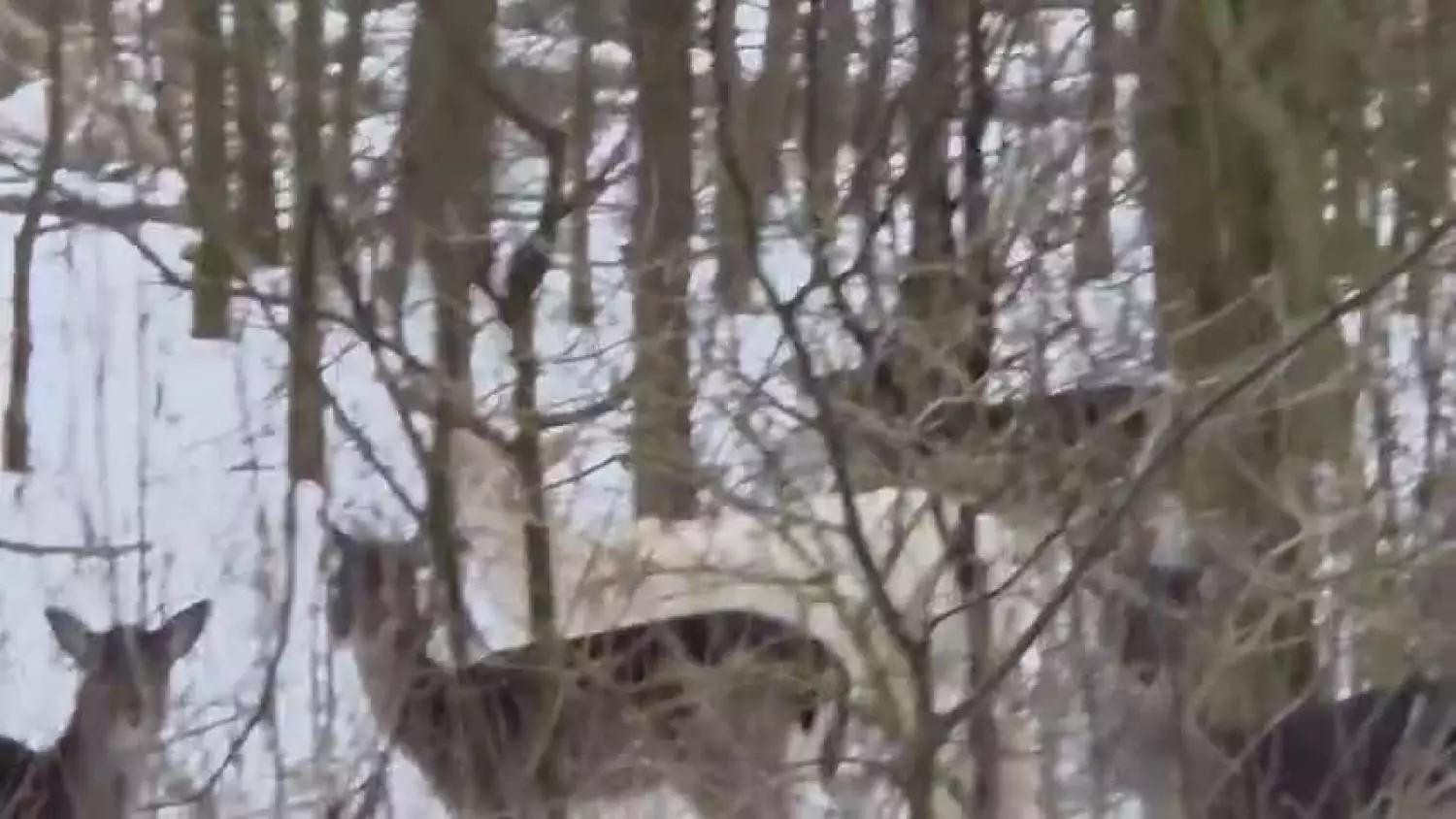 Biały daniel we Włocławskich lasach