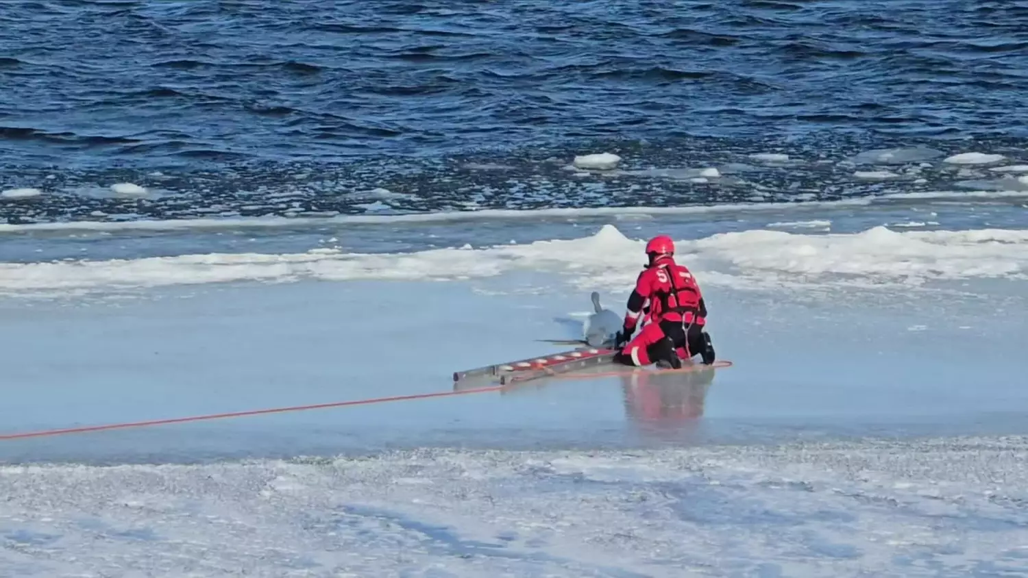 Akcja ratunkowa łabędzia