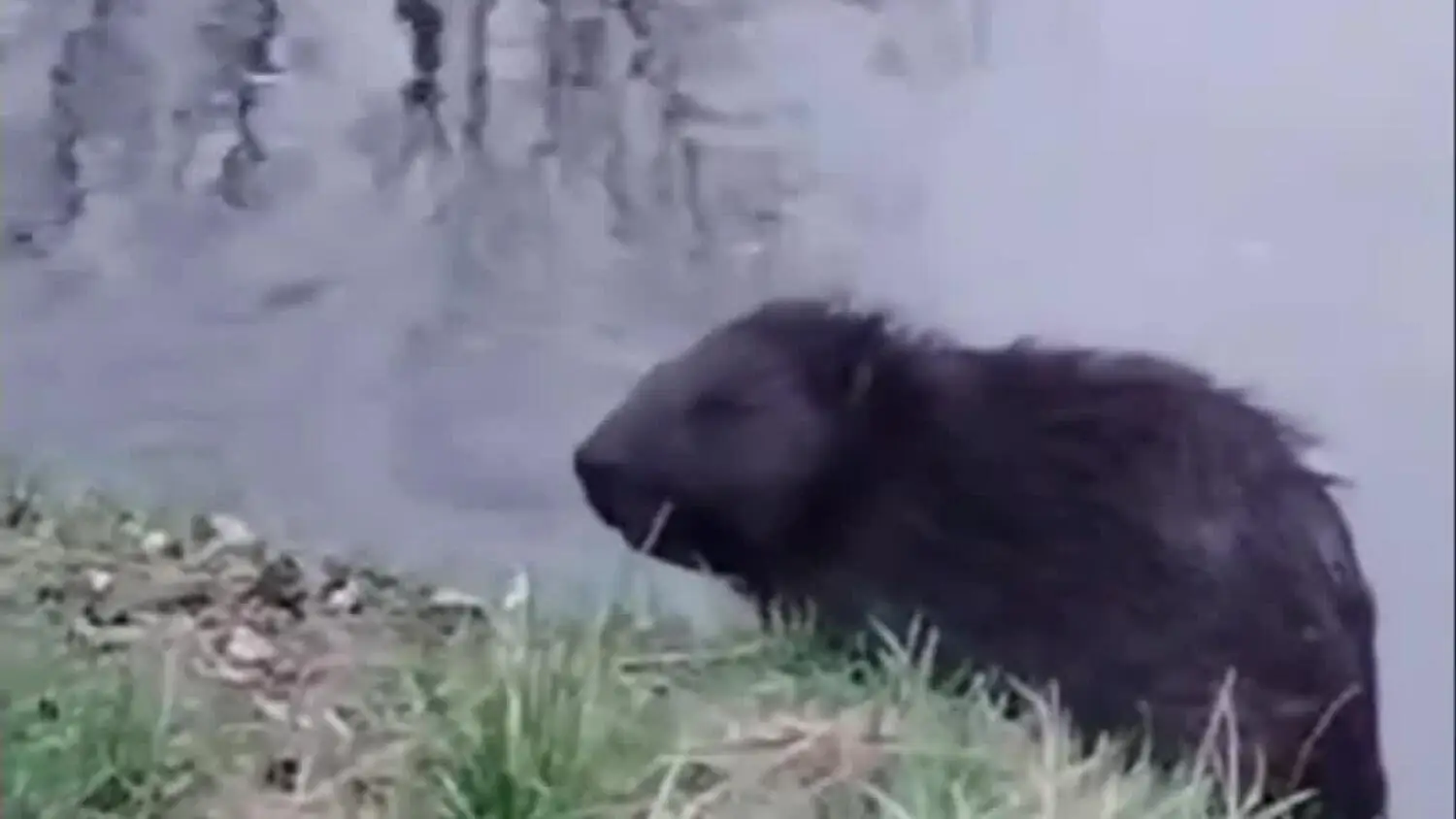 Wiosna i wspaniali „ goście ” w Parku Sienkiewicza