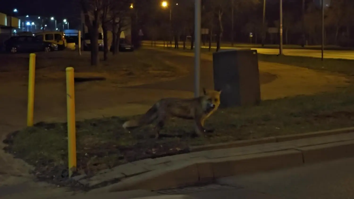 🦊 na nocnym patrolu po osiedlu