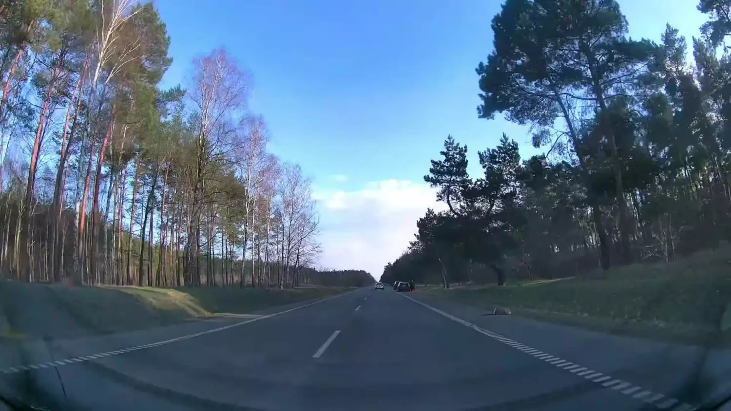 Potrącenie sarny na trasie Kowal-Włocławek. Potrącone zwierzę wróciło do lasu